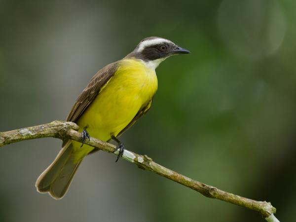 Roodkruintiran (Myiozetetes similis)